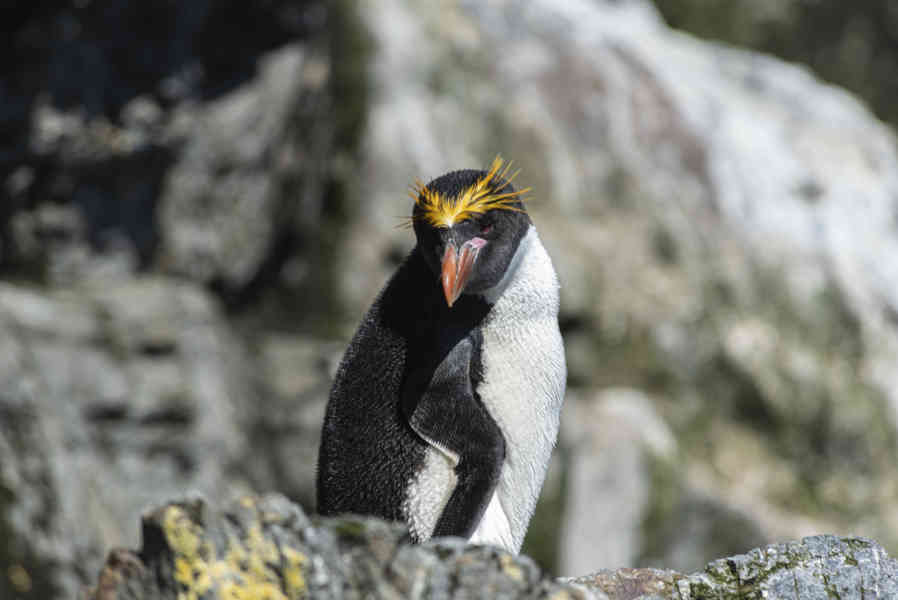 Pingüino Macaroni - islas Georgias del Sur 02.jpg